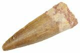 Fossil Spinosaurus Tooth - Real Dinosaur Tooth #363055-1